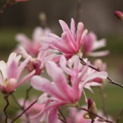 magnolia blooming