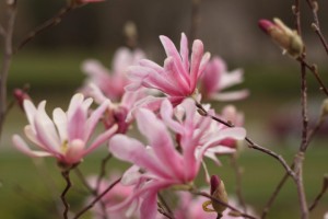 magnolia blooming