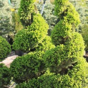 topiary trees