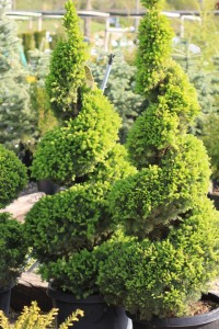 topiary trees