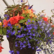 beautiful hanging baskets