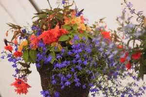 beautiful hanging baskets