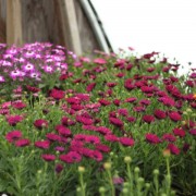 perennials in bloom