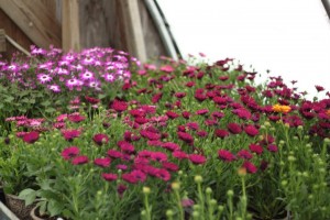 perennials in bloom