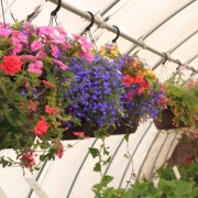 beautiful hanging baskets