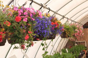 beautiful hanging baskets