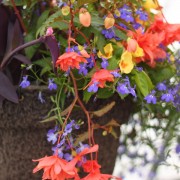 beautiful hanging baskets