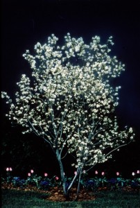 Autumn Brilliance Serviceberry