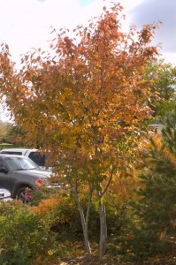 Autumn Brilliance Serviceberry_2