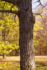 Bur Oak_2