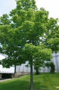 Common Hackberry