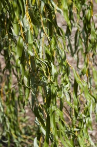 Golden Curls Willow_2