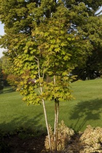 Korean Maple