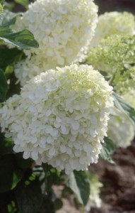 Limelight Hydrangea - Tree Form