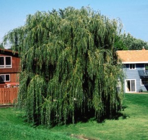 Niobe Weeping Willow