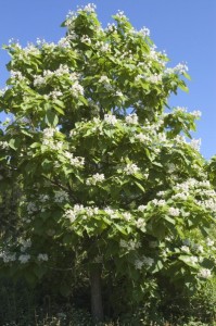 NorthernCatalpa