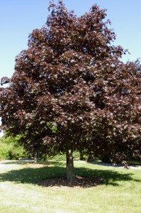 Royal Red Maple