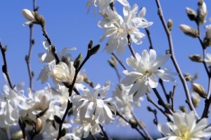 Royal Star Magnolia