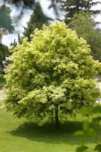 Variegated Norway Maple