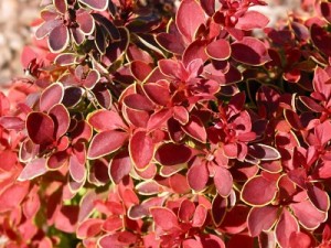 Admiration Barberry1
