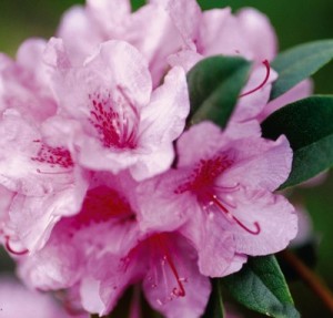 Aglo Rhododendron