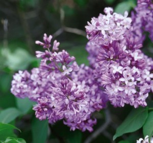 Common Purple Lilac1