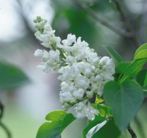 Common White Lilac