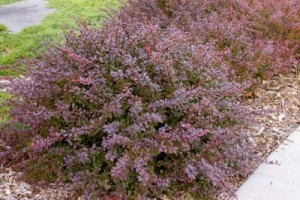 Crimson Pygmy Barberry