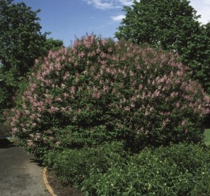 Donald Wyman Lilac