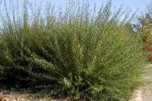 Dwarf Blue Leaf Arctic Willow