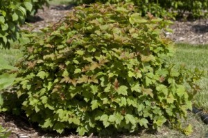 Dwarf European Cranberrybush