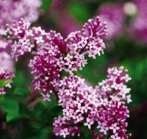 Dwarf Korean Lilac1