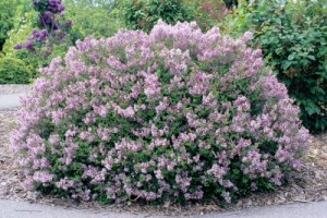 Dwarf Korean Lilac