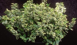 Emerald 'n Gold Euonymus