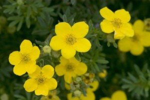 Goldfinger Potentilla