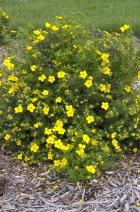 Goldfinger Potentilla1