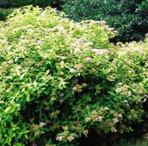 Goldmound Spirea