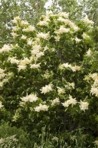 Japanese Tree Lilac