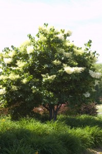Japanese Tree Lilac1