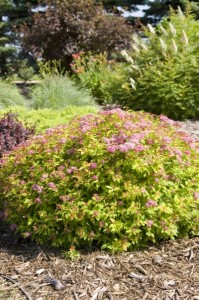 Magic Carpet Spirea