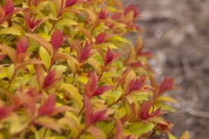 Magic Carpet Spirea1