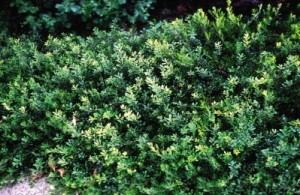 Massachusetts Bearberry