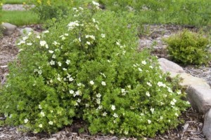 McKay's White Potentilla