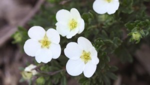 McKay's White Potentilla1