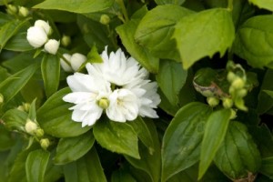 Miniature Snowflake Mockorange