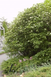 Mohican Viburnum