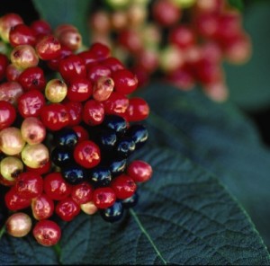 Mohican Viburnum1