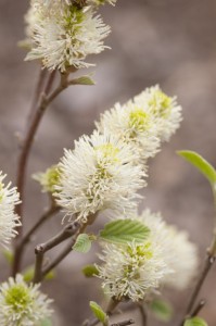 Mount Airy Fothergilla