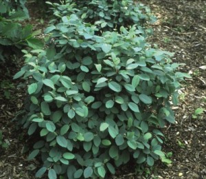 Mount Airy Fothergilla1