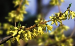 Northern Gold Forsythia1